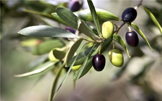 Ev yapımı siyah zeytin lezzeti
