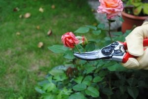 Felco 100 Gül ve Çiçek Kesme Makası 21cm Sağ-Sol By-Pass