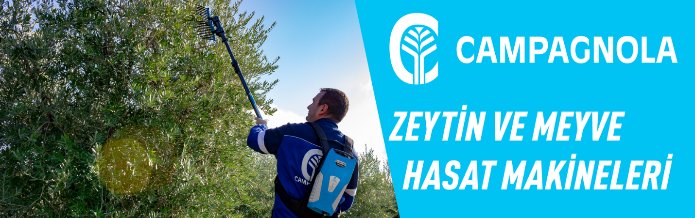 ZEYTİN